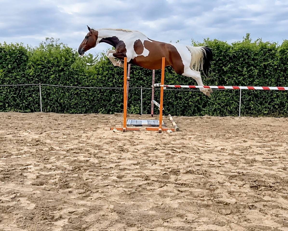 Yegua KWPN pia de salto, 2020, ideal para ni&ntilde;o/ amateur