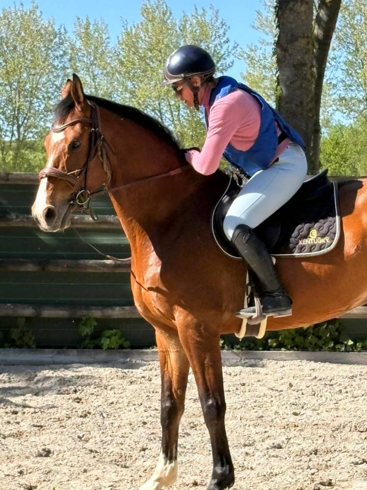 Caballo castrado Zangersheide Confiar 2020 Bayo por TOULON
