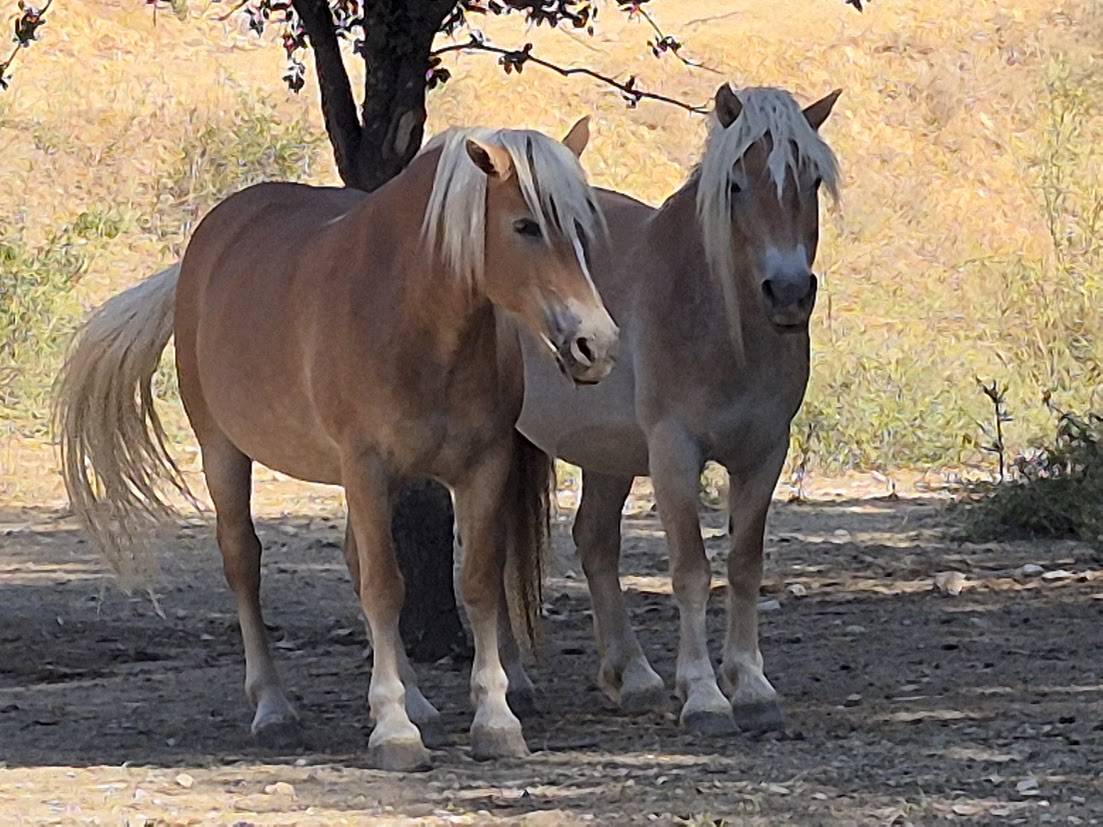 Yegua Haflinger En venta 2014 Alaz&aacute;n