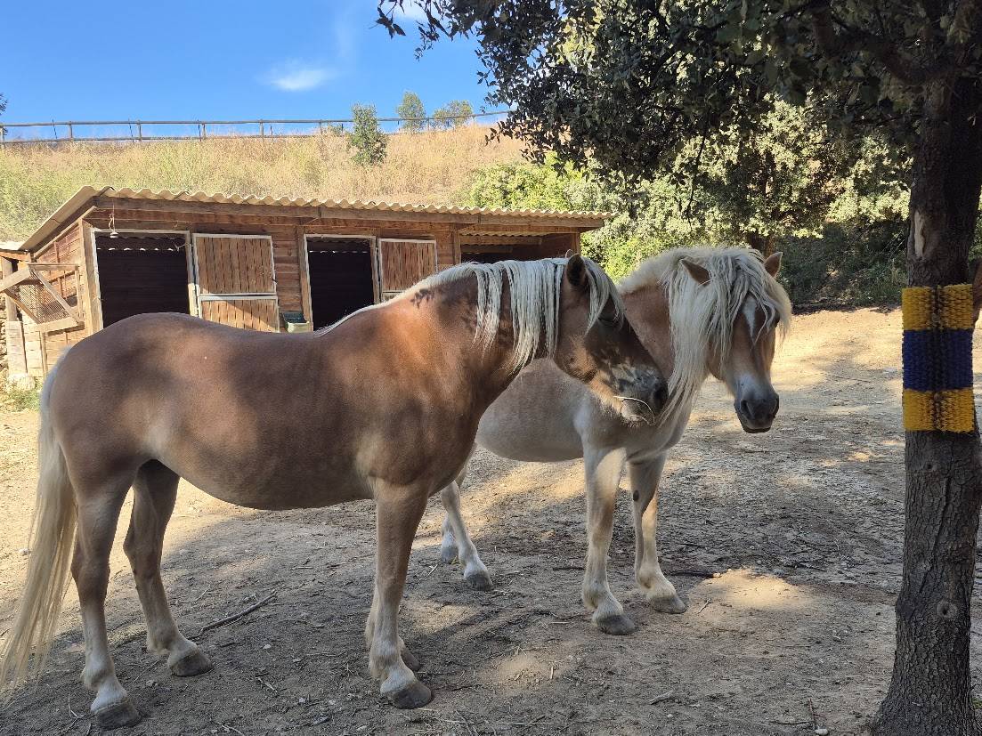 Yegua Haflinger En venta 2014 Alaz&aacute;n