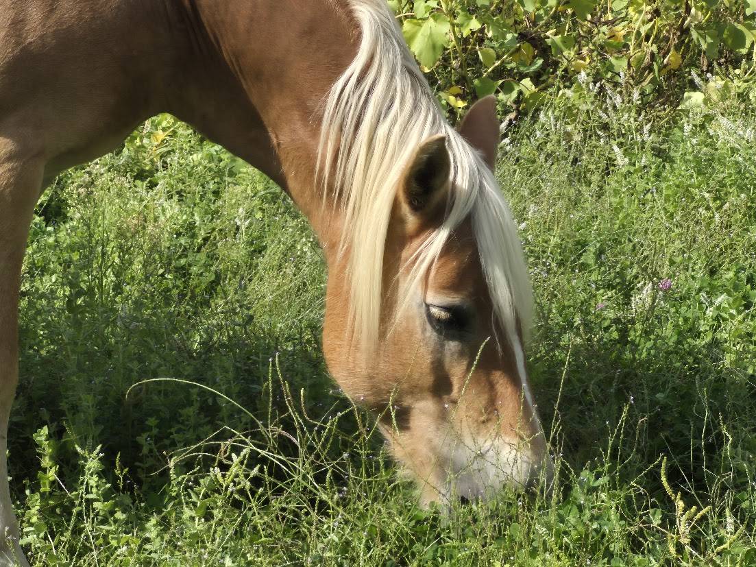 Yegua Haflinger En venta 2014 Alaz&aacute;n