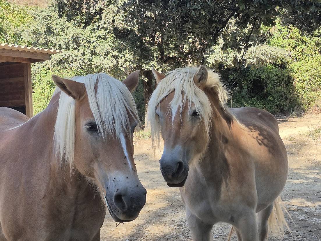 Yegua Haflinger En venta 2014 Alaz&aacute;n