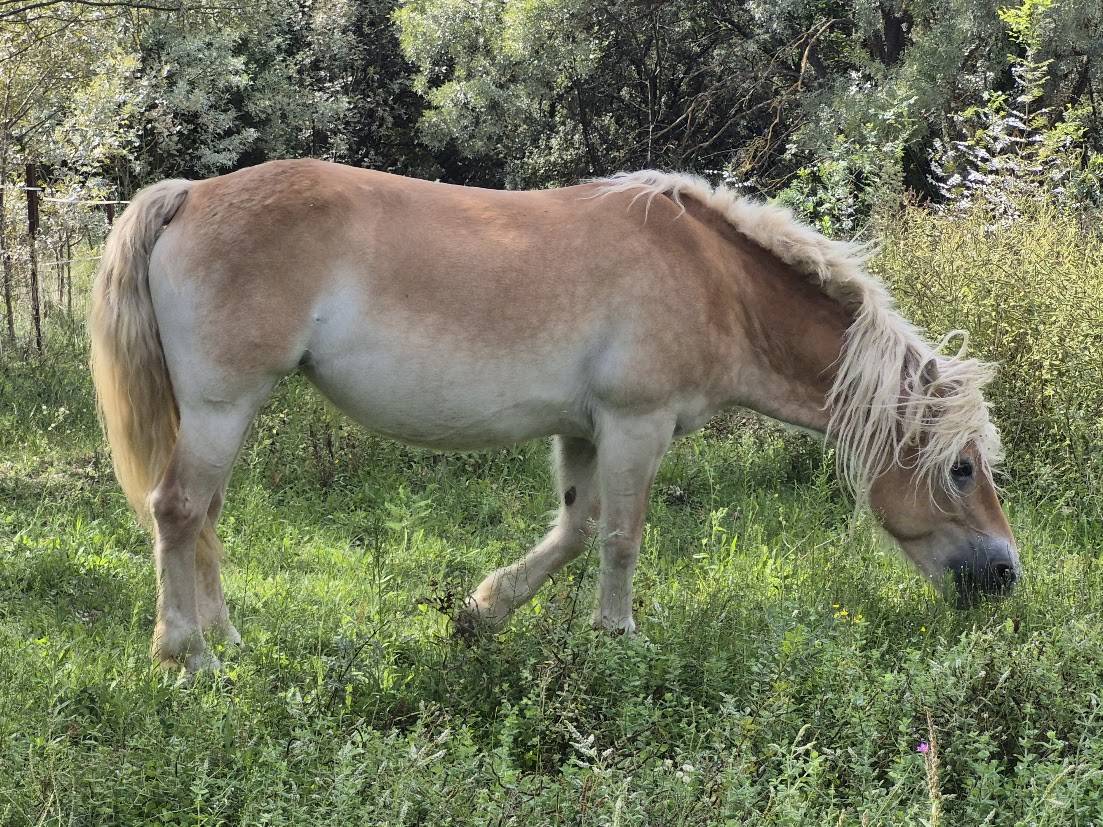 Yegua Haflinger En venta 2014 Alaz&aacute;n