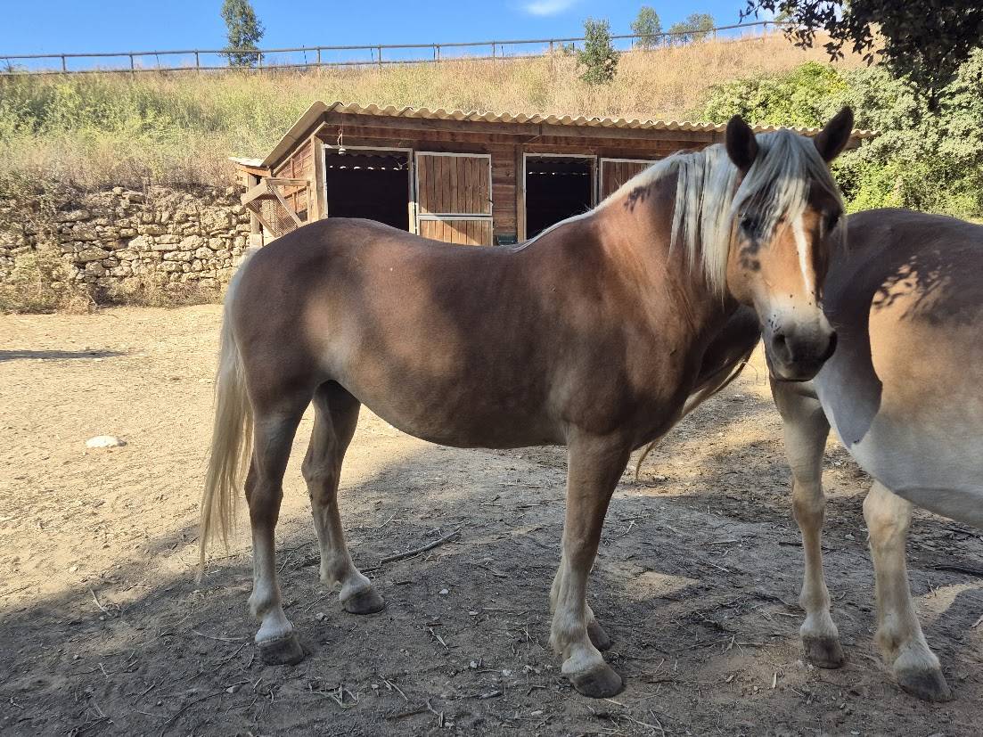 Yegua Haflinger En venta 2014 Alaz&aacute;n