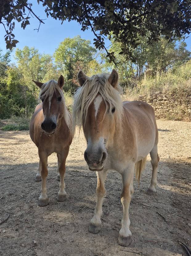 Yegua Haflinger En venta 2014 Alaz&aacute;n