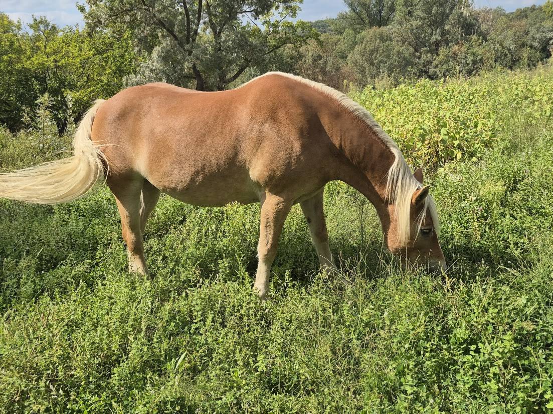 Yegua Haflinger En venta 2014 Alaz&aacute;n