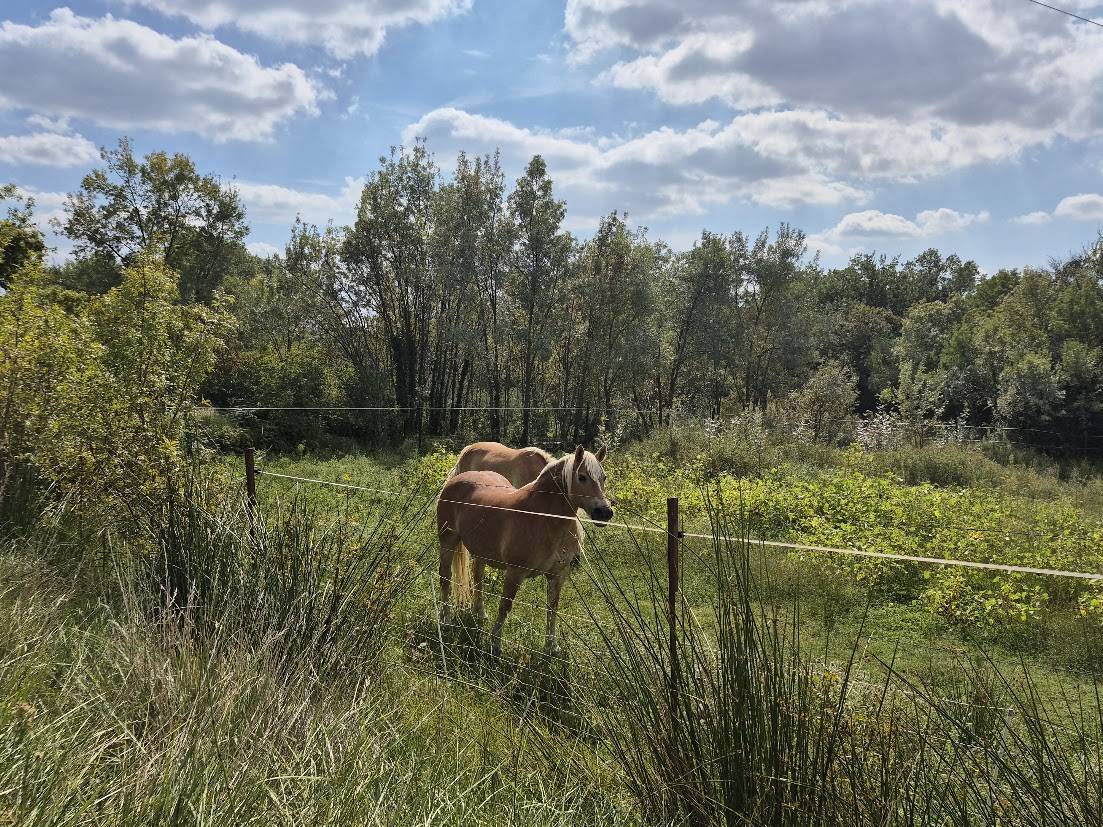 Yegua Haflinger En venta 2014 Alaz&aacute;n