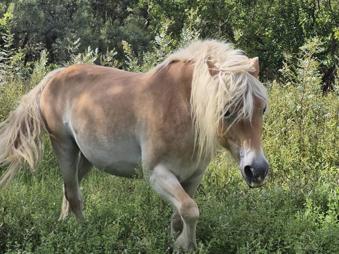Yegua Haflinger En venta 2014 Alaz&aacute;n
