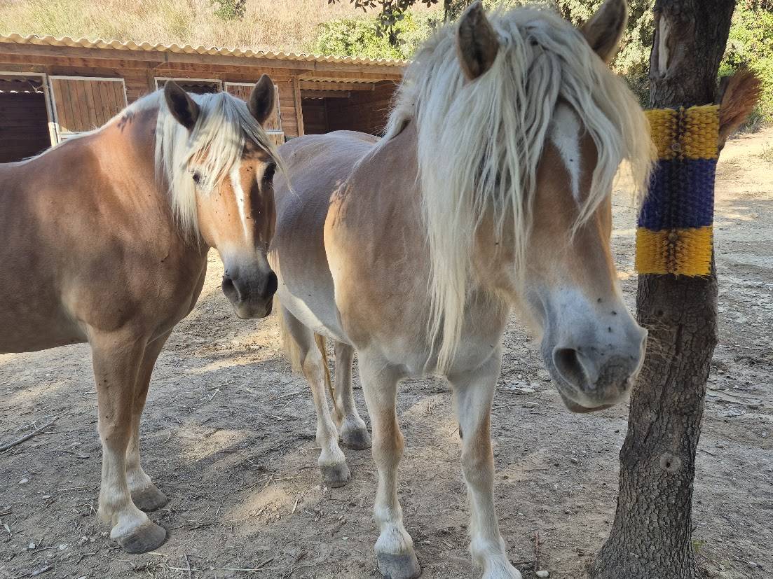 Yegua Haflinger En venta 2014 Alaz&aacute;n