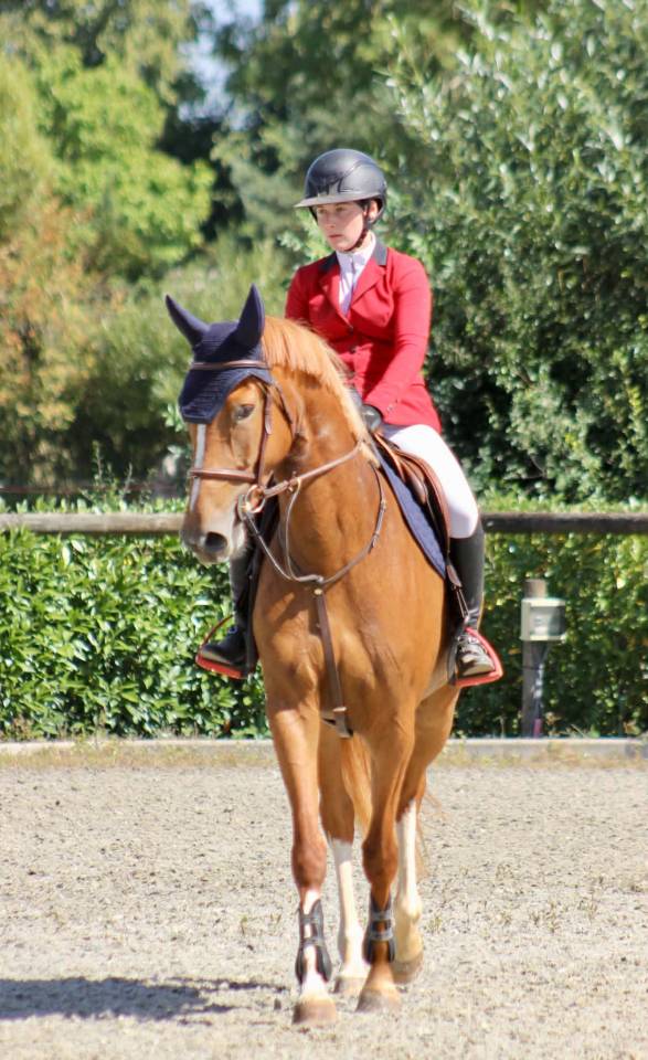 Yegua sBs Caballo de Deporte Belga En venta 2022 Alaz&aacute;n por Matisse de mariposa