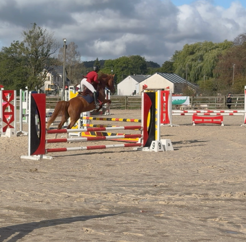 Yegua sBs Caballo de Deporte Belga En venta 2022 Alaz&aacute;n por Matisse de mariposa