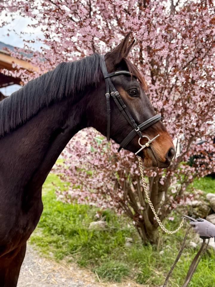 Caballo castrado KWPN Caballo de Deporte Neerland&eacute;s En venta 2023 Bayo moreno