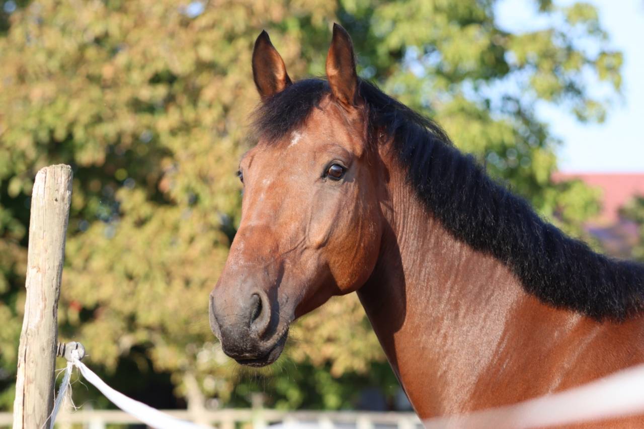 Caballo castrado Silla Franc&eacute;s En venta 2021 Bayo por MARIUS CLAUDIUS