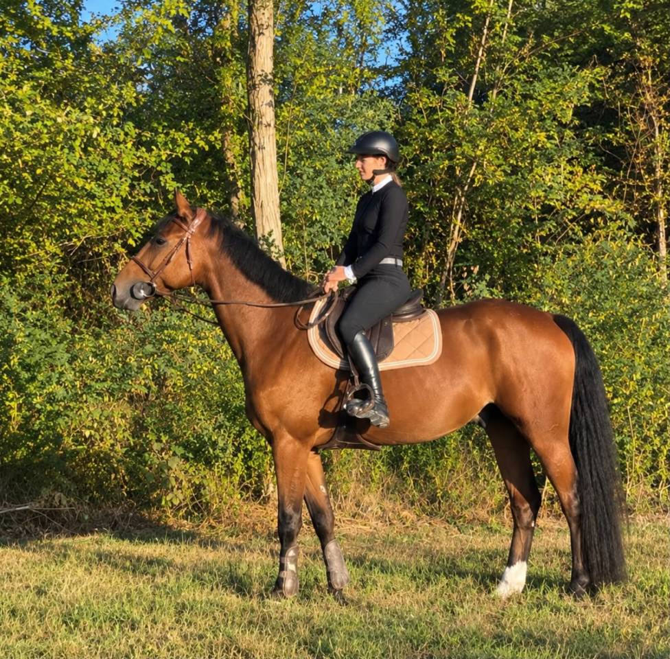 Caballo castrado Silla Franc&eacute;s En venta 2021 Bayo por MARIUS CLAUDIUS