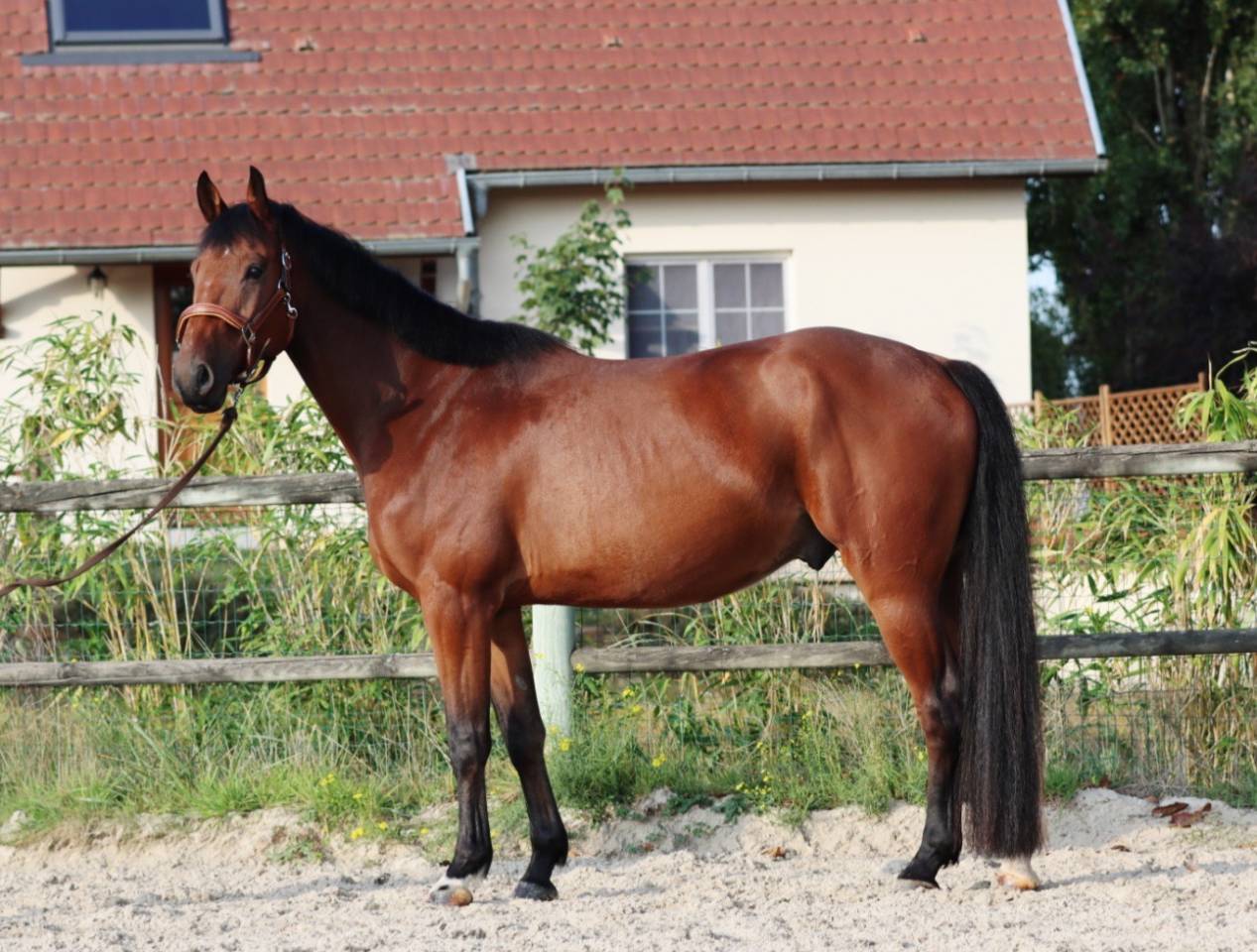Caballo castrado Silla Franc&eacute;s En venta 2021 Bayo por MARIUS CLAUDIUS