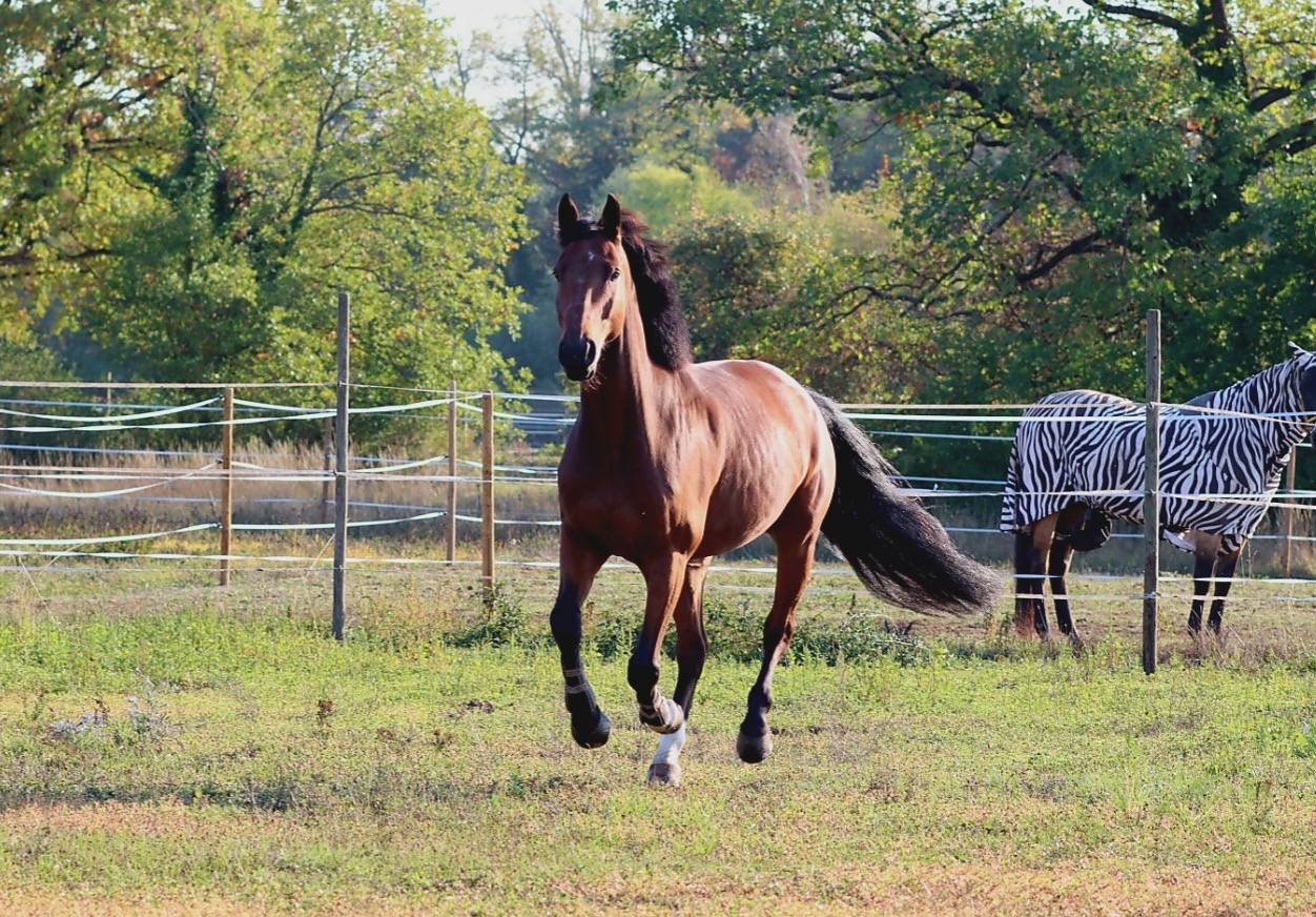 Caballo castrado Silla Franc&eacute;s En venta 2021 Bayo por MARIUS CLAUDIUS