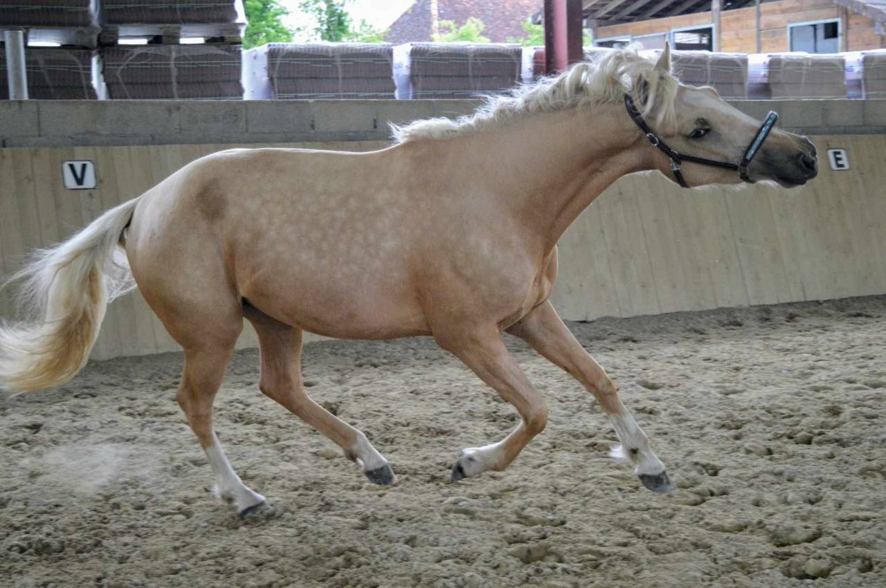 Potranca Silla Franc&eacute;s En venta 2026 Alaz&aacute;n