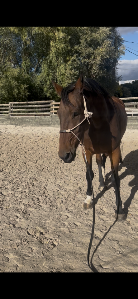 Caballo castrado sBs Caballo de Deporte Belga En venta 2018 Bayo por TOULON