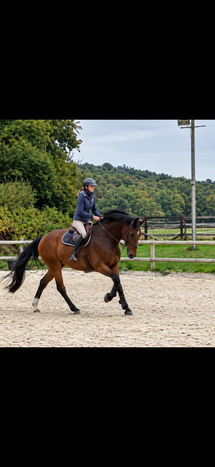 Caballo castrado sBs Caballo de Deporte Belga En venta 2018 Bayo por TOULON