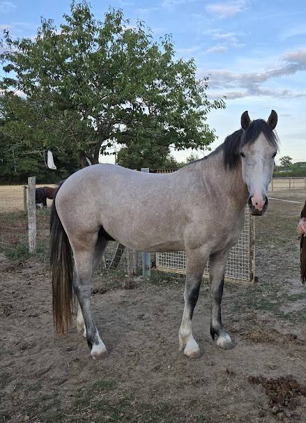 Caballo entero PFS Poni Fran&ccedil;&eacute;s de Silla En venta 2022 Tordo por IDIVADAHO DE BLONDE PFSS