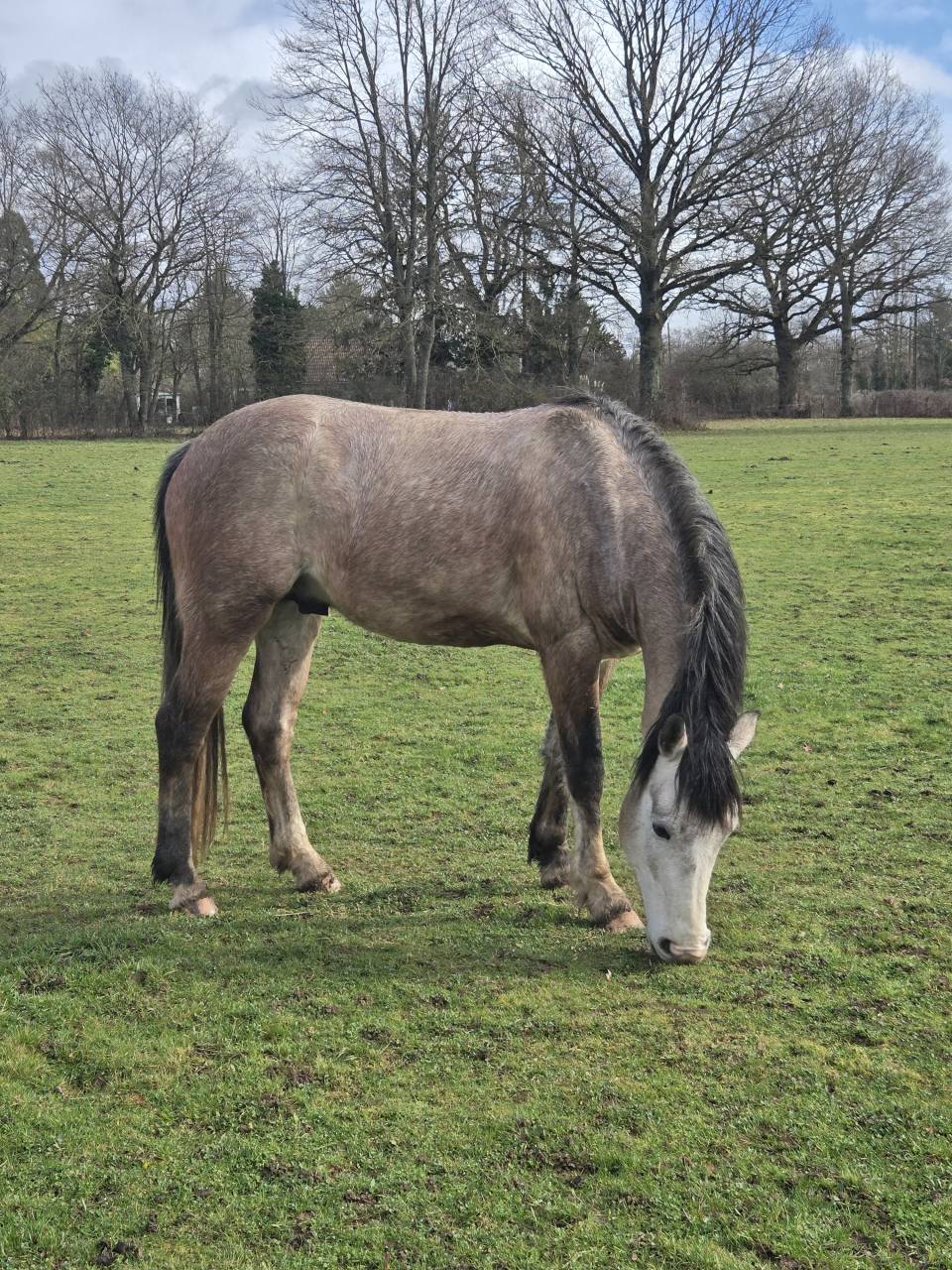 Caballo entero PFS Poni Fran&ccedil;&eacute;s de Silla En venta 2022 Tordo por IDIVADAHO DE BLONDE PFSS