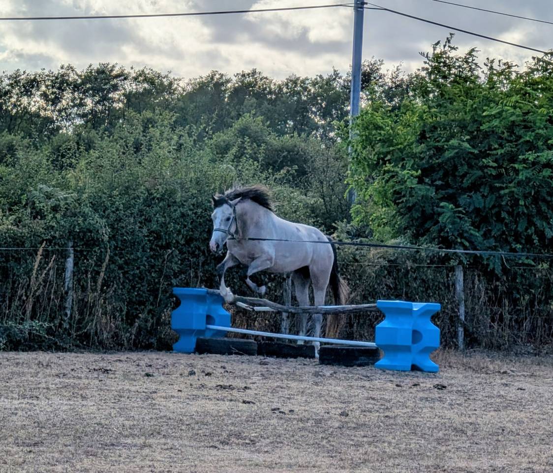Caballo entero PFS Poni Fran&ccedil;&eacute;s de Silla En venta 2022 Tordo por IDIVADAHO DE BLONDE PFSS