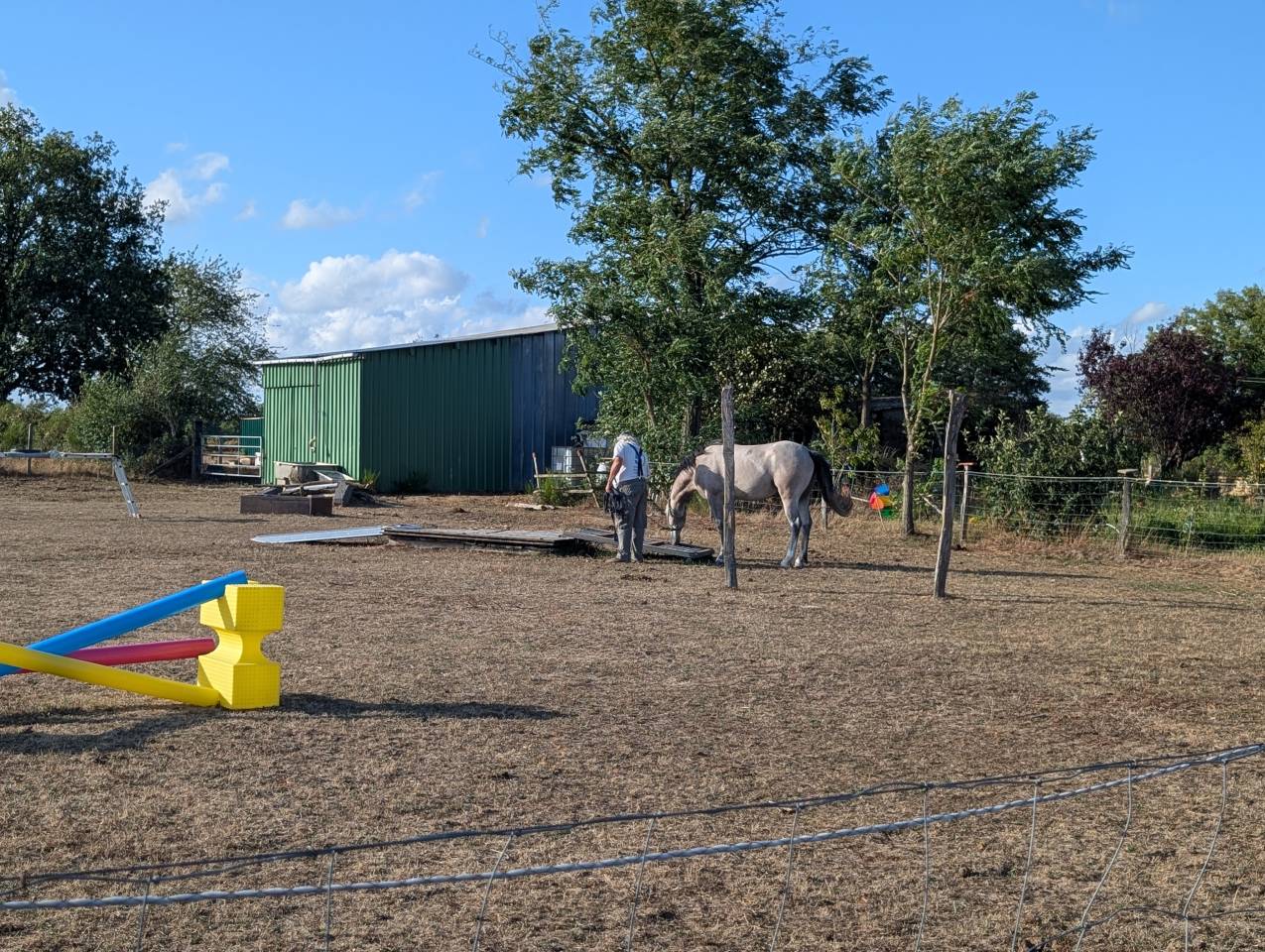 Caballo entero PFS Poni Fran&ccedil;&eacute;s de Silla En venta 2022 Tordo por IDIVADAHO DE BLONDE PFSS