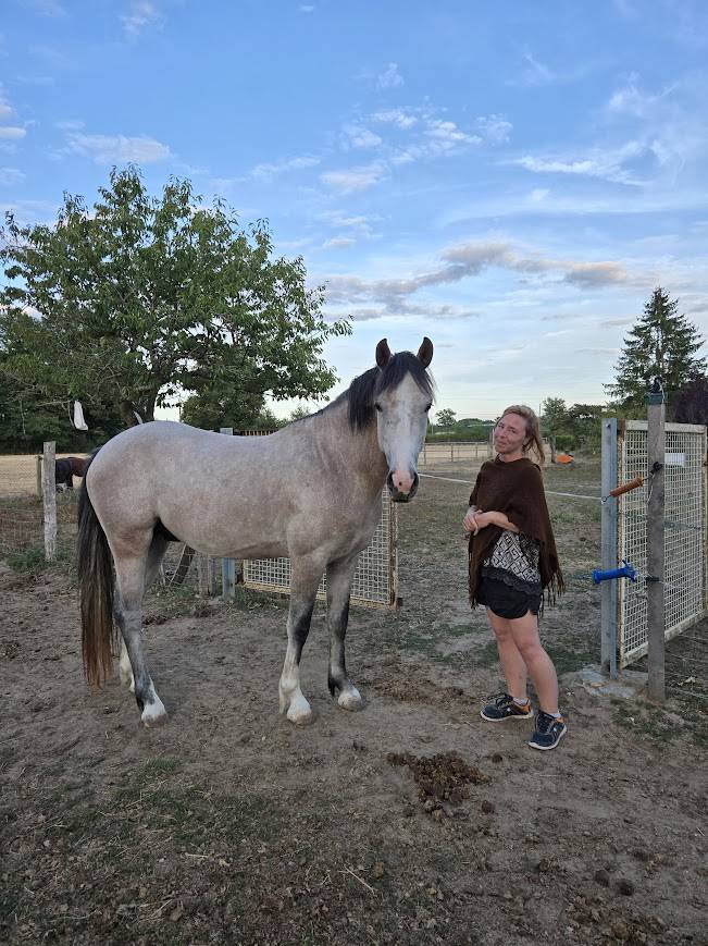 Caballo entero PFS Poni Fran&ccedil;&eacute;s de Silla En venta 2022 Tordo por IDIVADAHO DE BLONDE PFSS