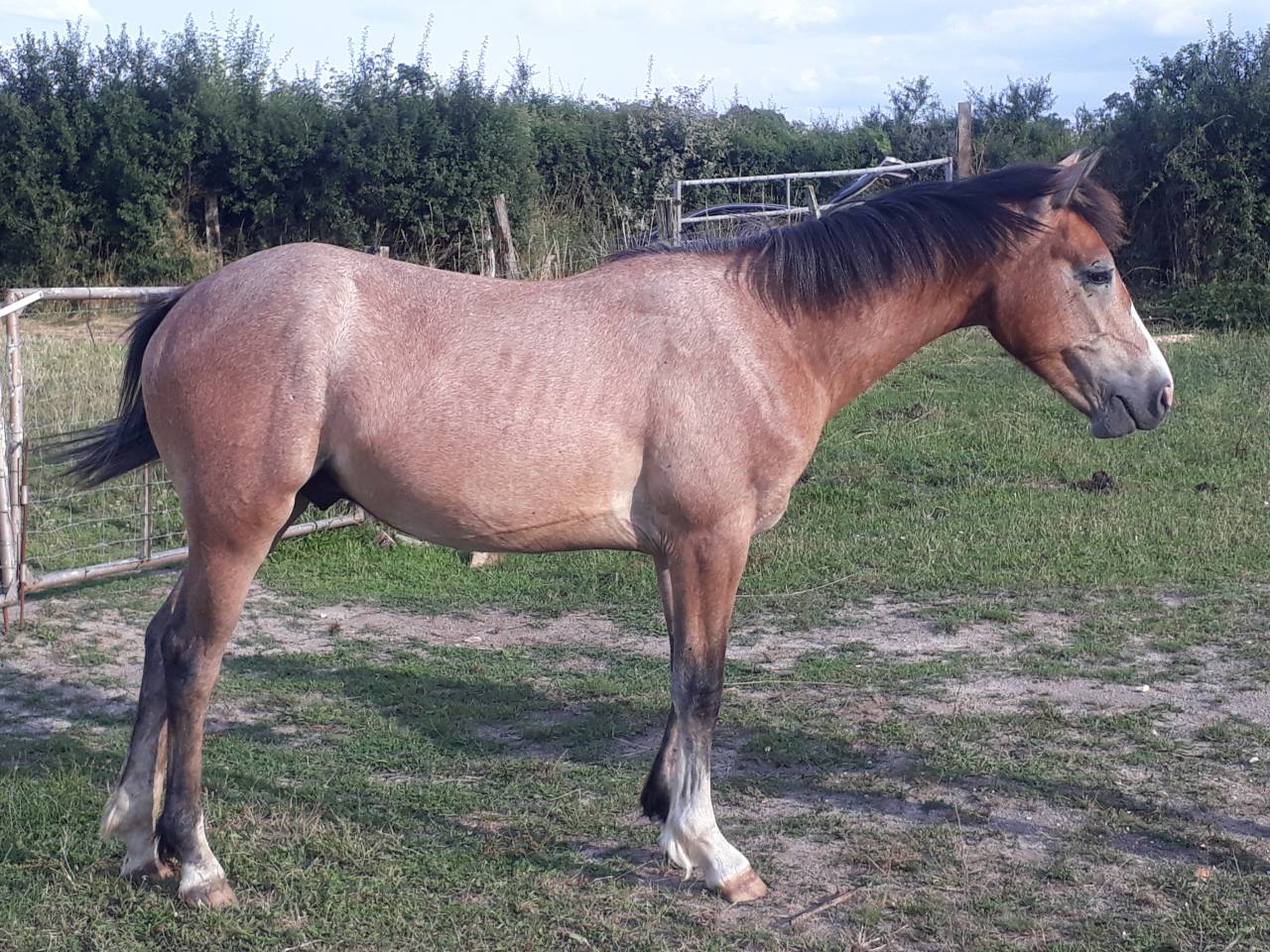 Caballo entero PFS Poni Fran&ccedil;&eacute;s de Silla En venta 2022 Tordo por IDIVADAHO DE BLONDE PFSS