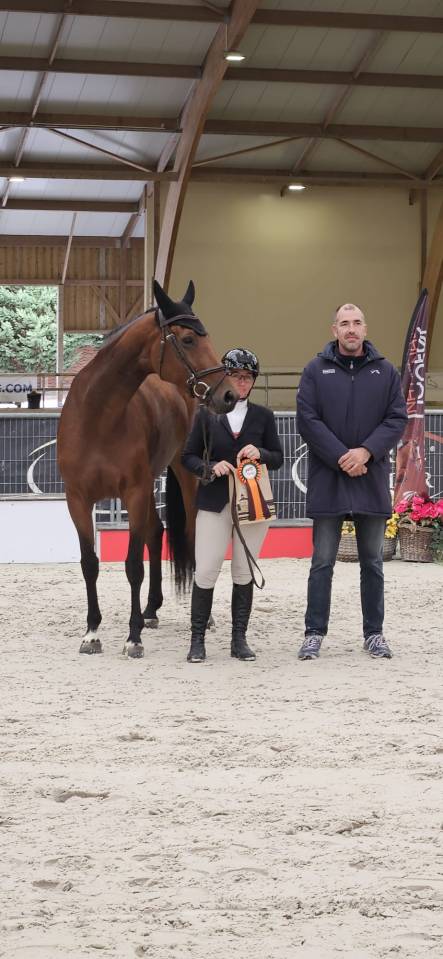 Yegua Silla Franc&eacute;s En venta 2018 Bayo por monte bellini