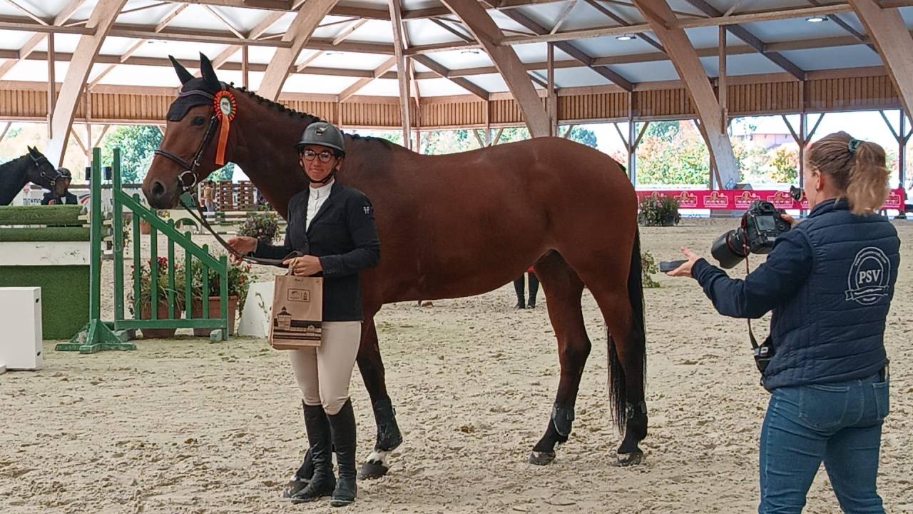 Yegua Silla Franc&eacute;s En venta 2018 Bayo por monte bellini
