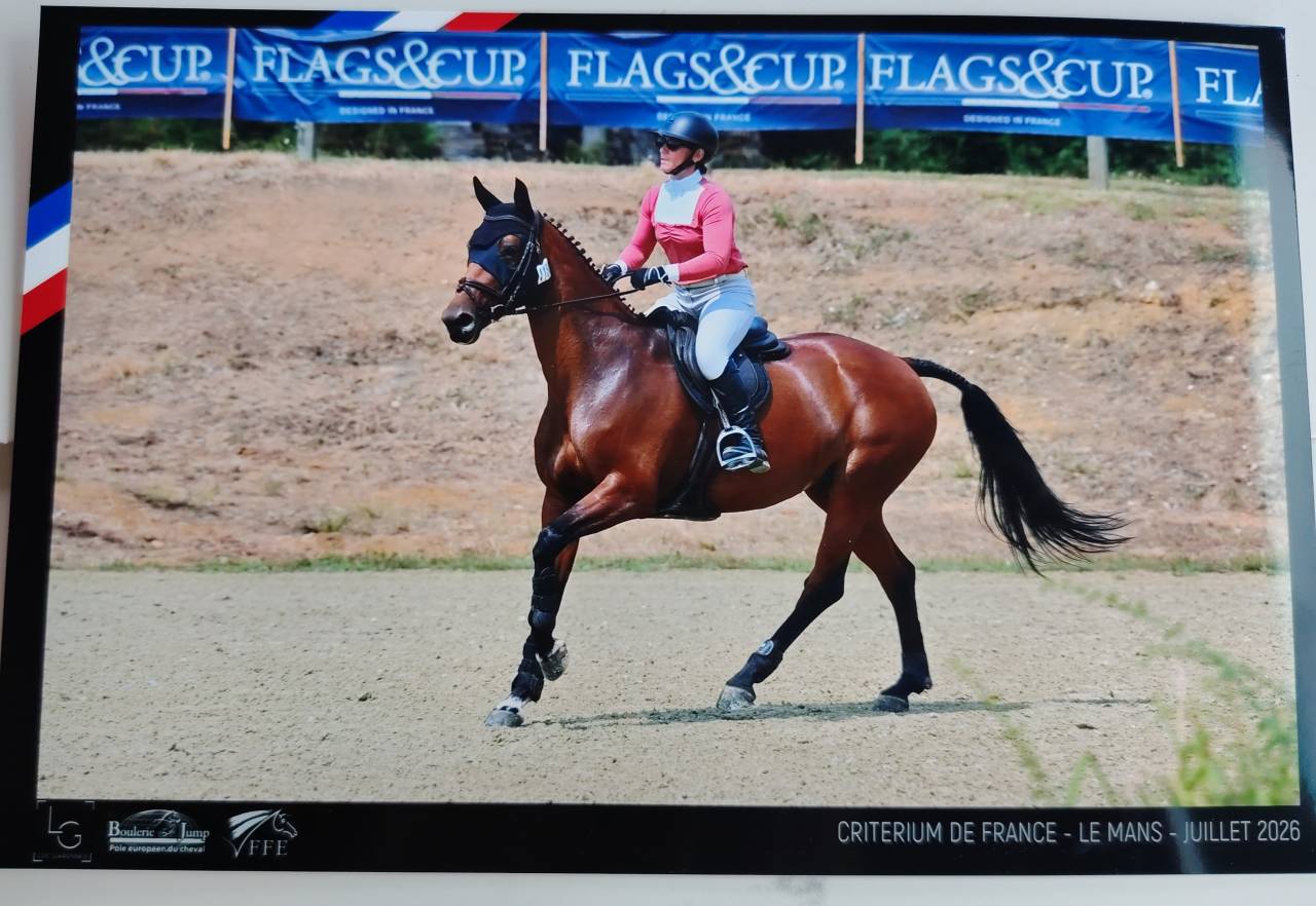 Yegua Silla Franc&eacute;s En venta 2018 Bayo por monte bellini