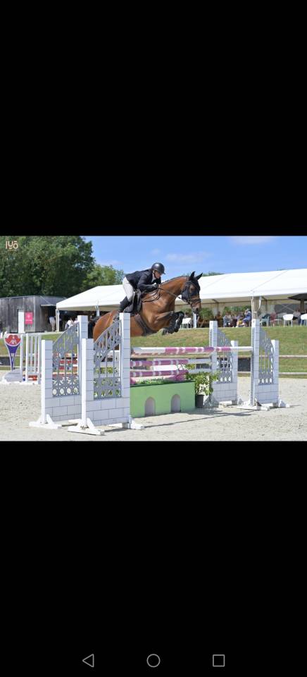 Yegua Silla Franc&eacute;s En venta 2018 Bayo por monte bellini