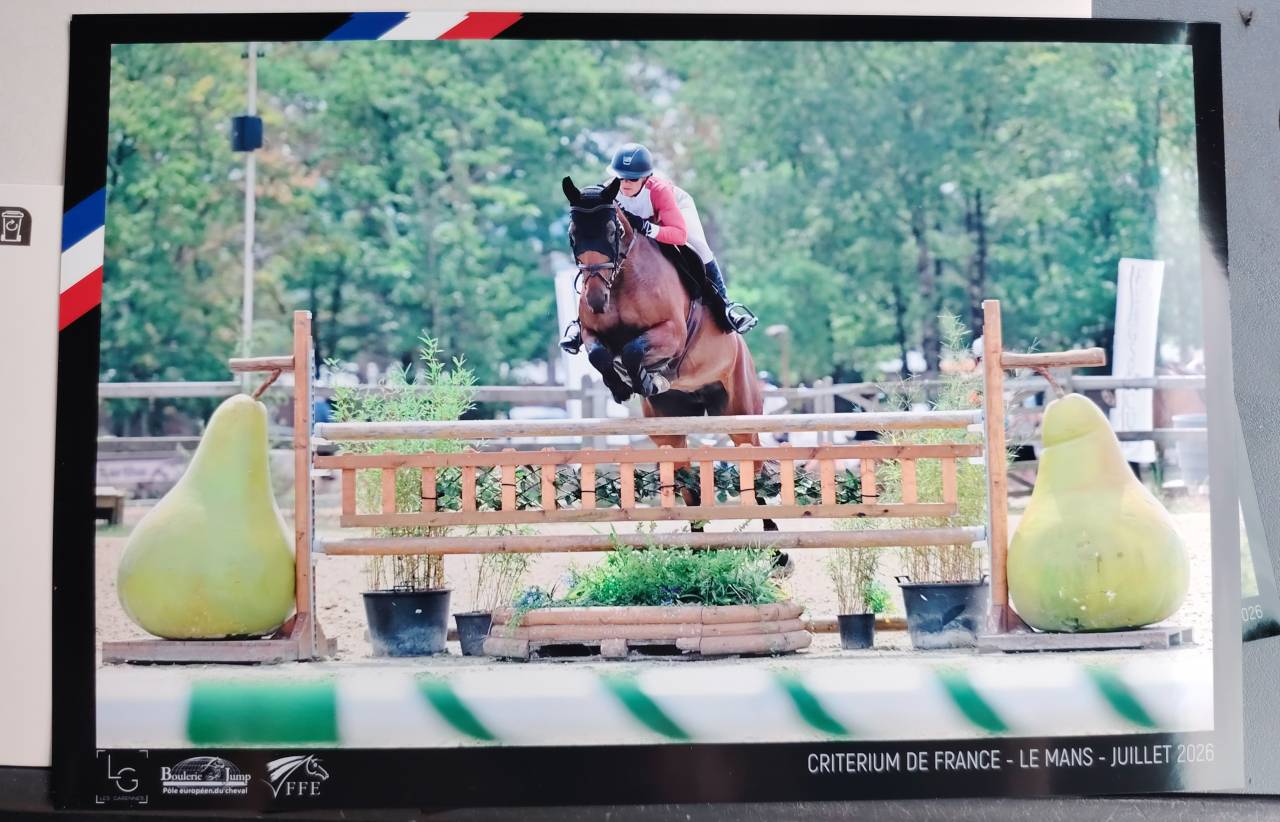 Yegua Silla Franc&eacute;s En venta 2018 Bayo por monte bellini
