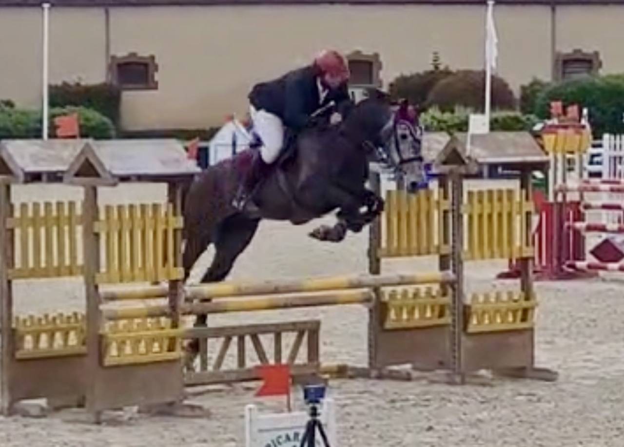 Caballo castrado Zangersheide En venta 2021 Tordo por Aganix du Seigneur