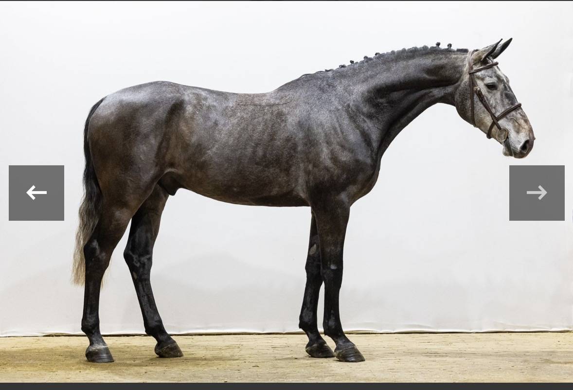 Caballo castrado Zangersheide En venta 2021 Tordo por Aganix du Seigneur