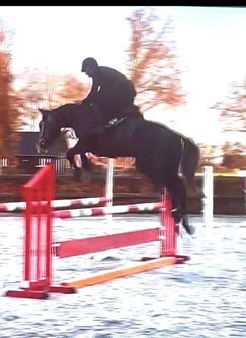 Caballo castrado Zangersheide En venta 2021 Tordo por Aganix du Seigneur