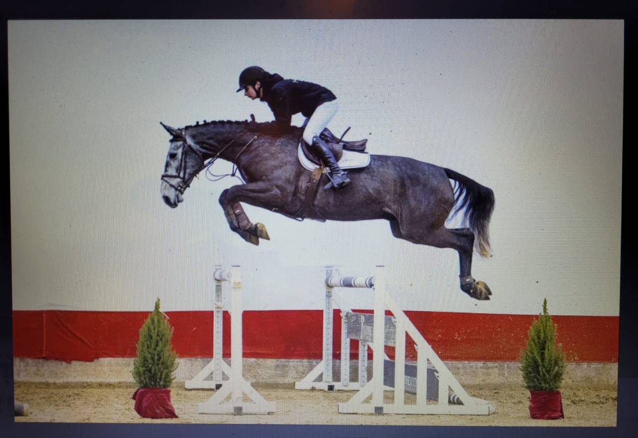 Caballo castrado Zangersheide En venta 2021 Tordo por Aganix du Seigneur