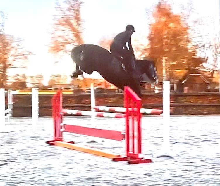 Caballo castrado Zangersheide En venta 2021 Tordo por Aganix du Seigneur