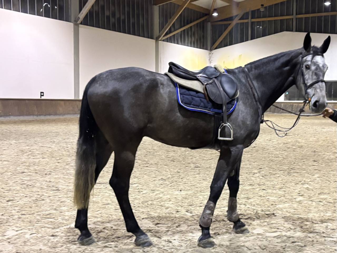 Caballo castrado Zangersheide En venta 2021 Tordo por Aganix du Seigneur