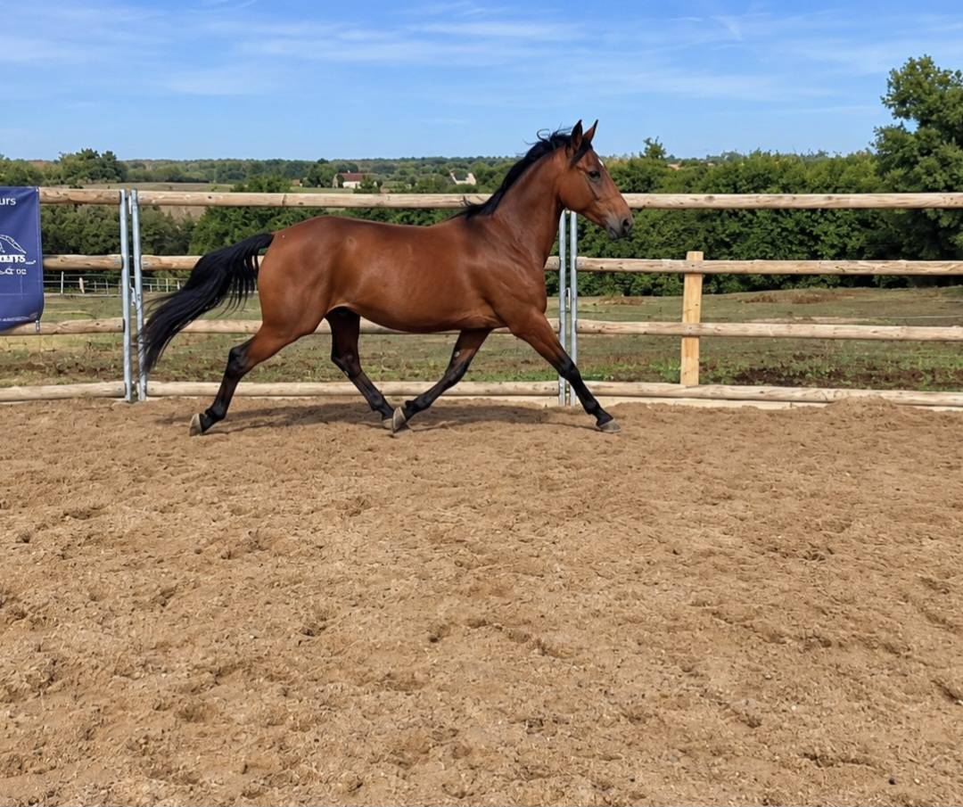 Caballo castrado Trot&oacute;n Franc&eacute;s En venta 2022 Bayo