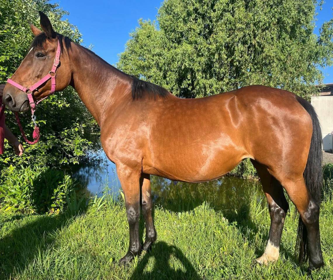 Yegua de ganader&iacute;a Silla Franc&eacute;s En venta 2010 Bayo