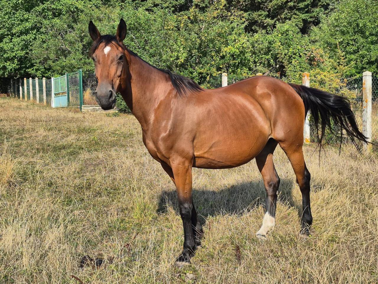 Yegua de ganader&iacute;a Silla Franc&eacute;s En venta 2010 Bayo