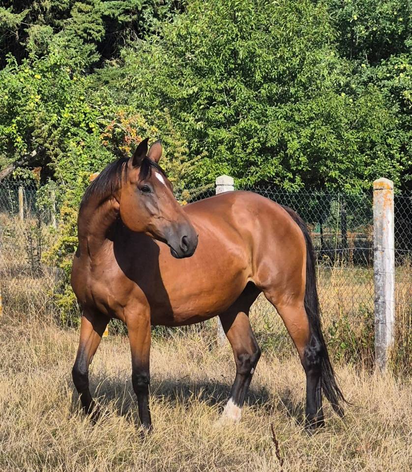Yegua de ganader&iacute;a Silla Franc&eacute;s En venta 2010 Bayo