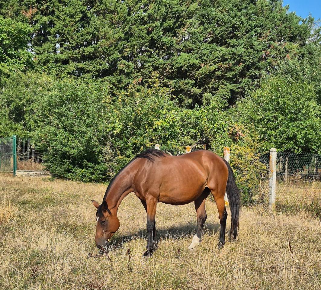 Yegua de ganader&iacute;a Silla Franc&eacute;s En venta 2010 Bayo