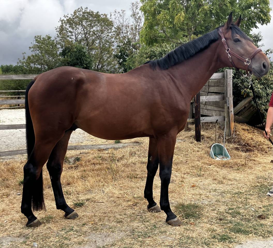 Caballo castrado Silla Franc&eacute;s En venta 2022 Bayo por Chacoon Blue
