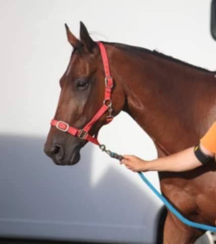 Caballo castrado Trot&oacute;n Franc&eacute;s En venta 2017 Bayo