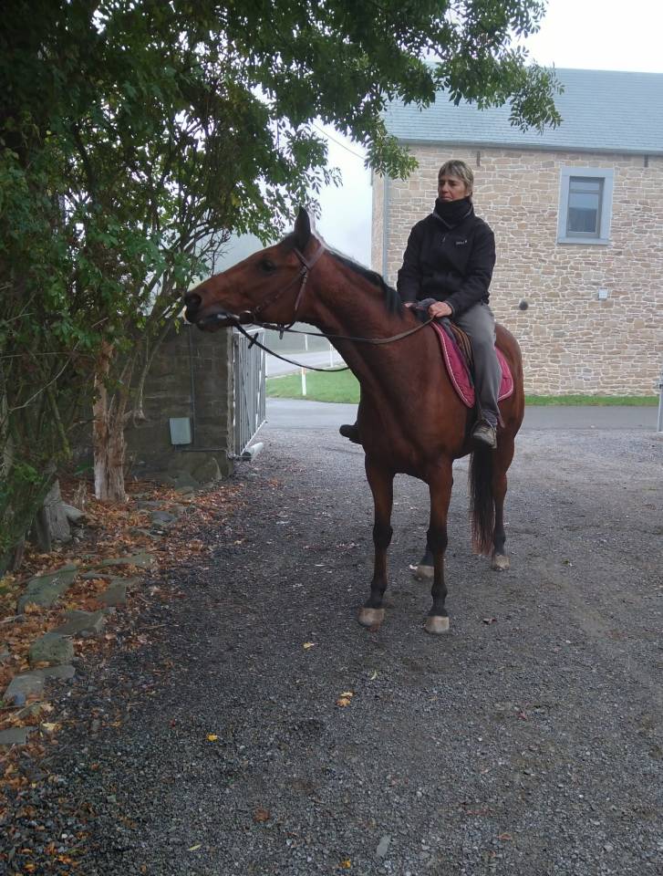 Caballo castrado Trot&oacute;n Franc&eacute;s En venta 2017 Bayo
