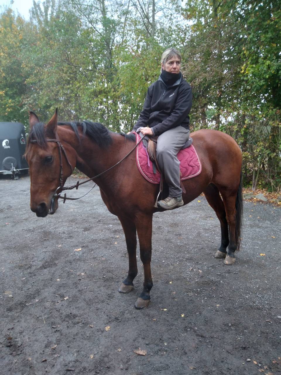 Caballo castrado Trot&oacute;n Franc&eacute;s En venta 2017 Bayo