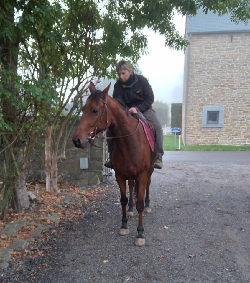 Caballo castrado Trot&oacute;n Franc&eacute;s En venta 2017 Bayo